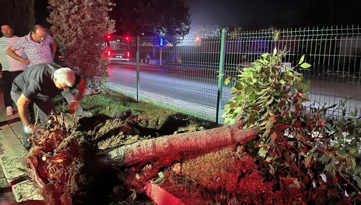 Hazardağlı Kavşağı’nda Ağaçlar Zarar Görmeden Taşındı