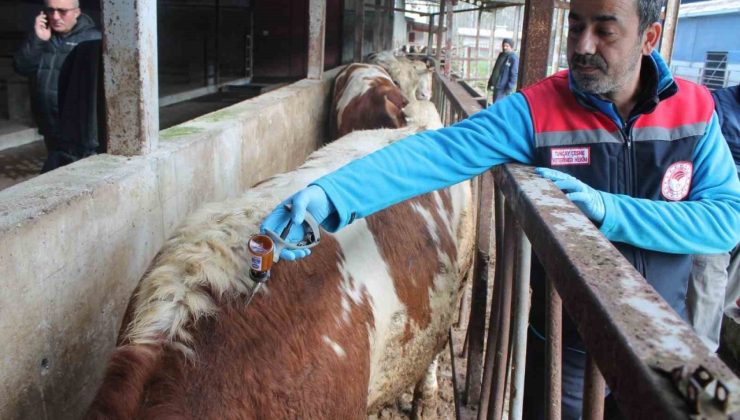 50 bin 363 hayvan hastalık tipine göre aşılandı