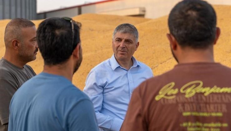 Adana’da mısırda 1 milyon 135 bin ton rekolte bekleniyor