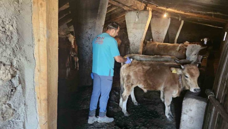 Ağrı’da SAT-1 aşılama çalışmaları aralıksız sürüyor