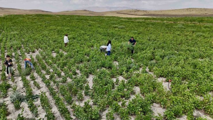 Ağrı’da yetişmez denilen fasulye, yüksek verimiyle dikkat çekti