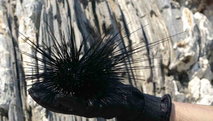 Akdeniz’de bir dönem korku salmıştı, zehirli istilacı tür yok olmaya başladı