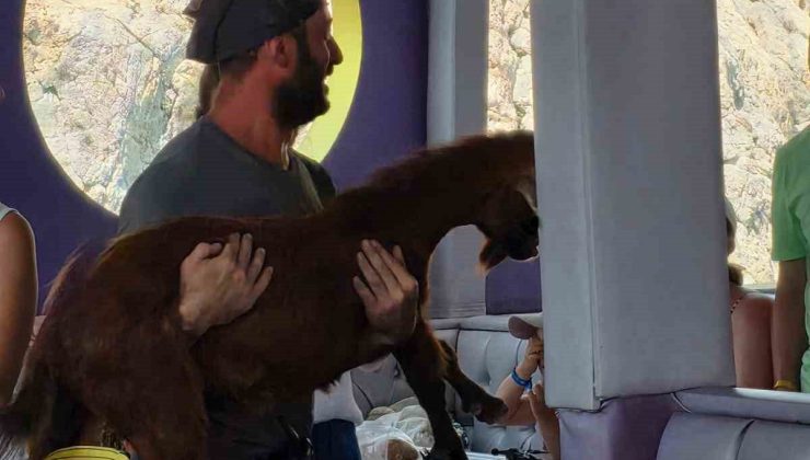 Alanya’da 3 gündür mahsur kalan dağ keçisini tur teknecileri kurtardı