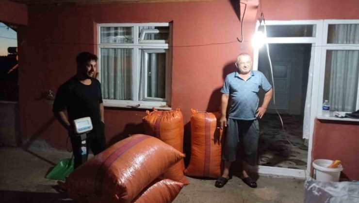 Alaplı’da hasat edilen fındıklar satışa çıktı