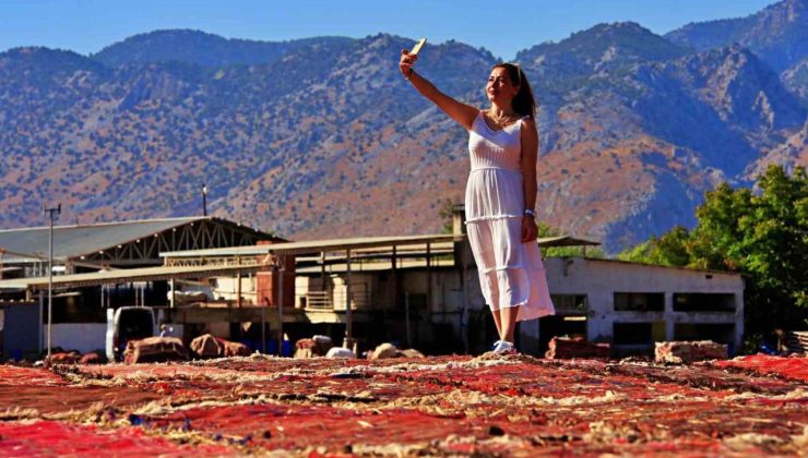 Antalya’da buğday tarlalarında halı hasatı başladı