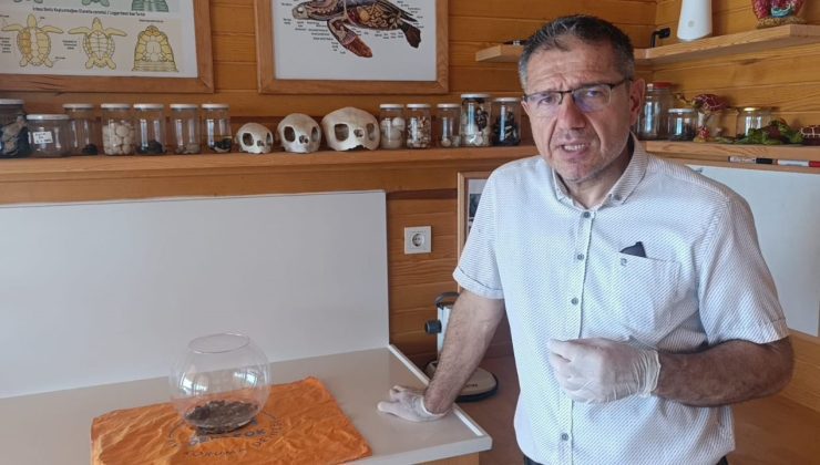 Antalya’da bulunan siyam ikizi caretta