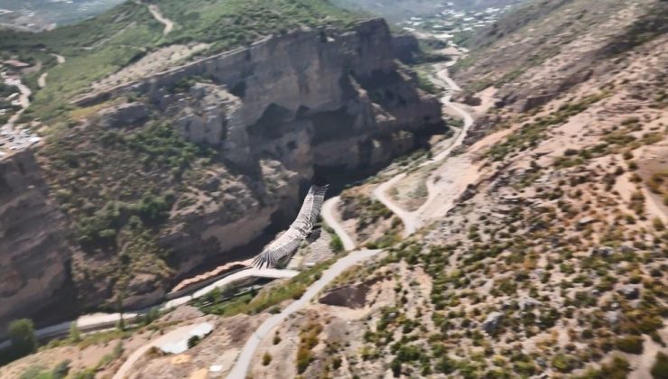 Artvin’de dron kamerasına akbaba takıldı