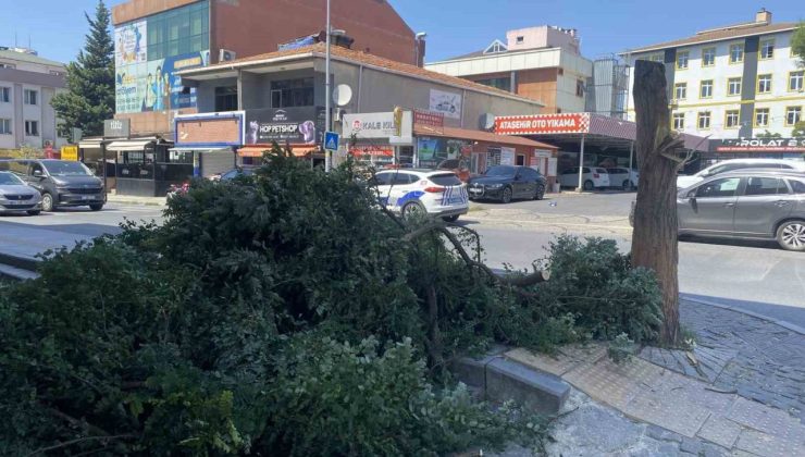 Ataşehir’de kuvvetli rüzgar ağacı devirdi, bina girişini kapattı