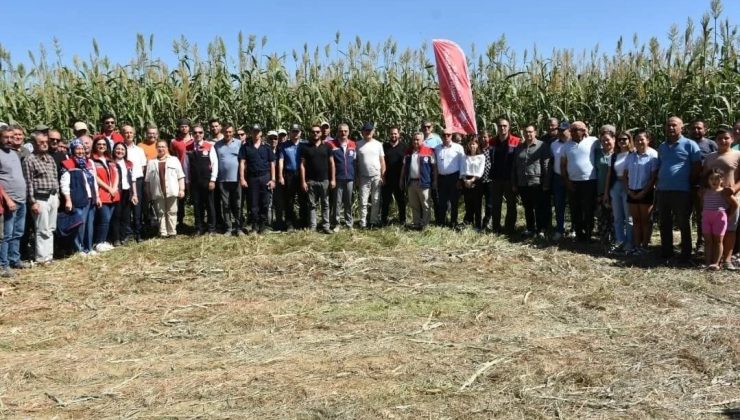 Aydın’da kaba yem açığını kapatacak proje meyvelerini veriyor
