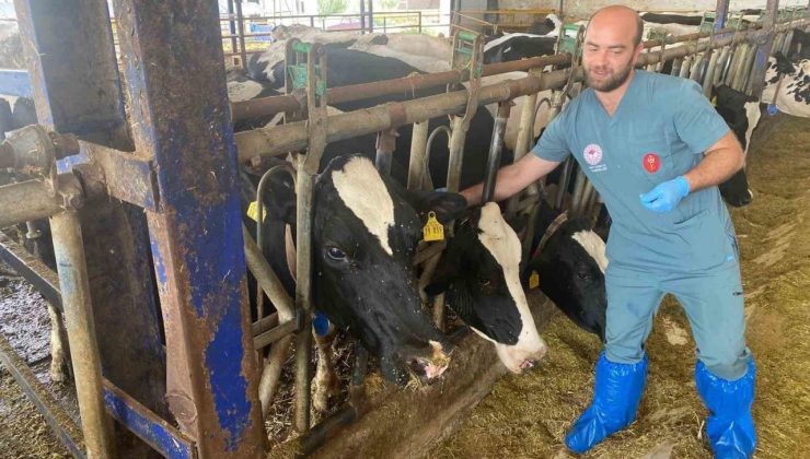 Aydın’da şap hastalığına karşı yoğun mücadele sürüyor