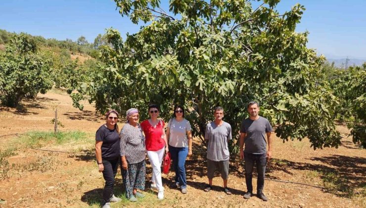 AYTO’dan Aydın inciri için ’Coğrafi İşaret’ denetimi