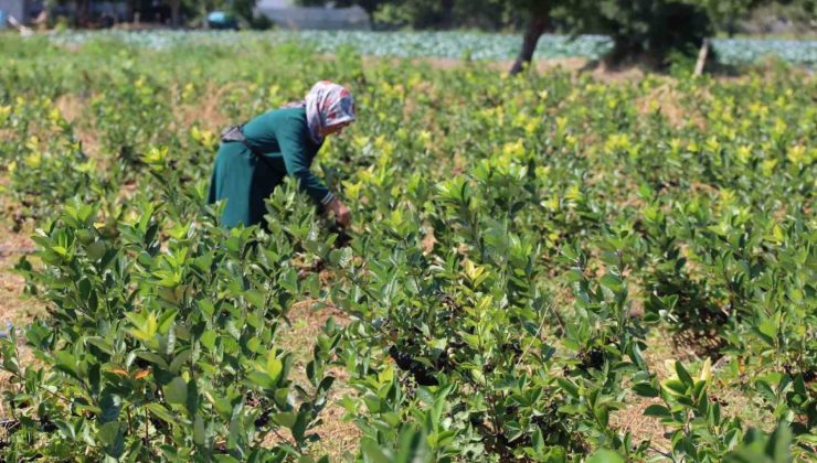 Bafra Ovası’nda aronya üretimi yaygınlaşıyor