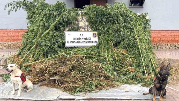 Bahçesinde kenevir yetiştiren şüpheli 45 kilo esrarla yakalandı