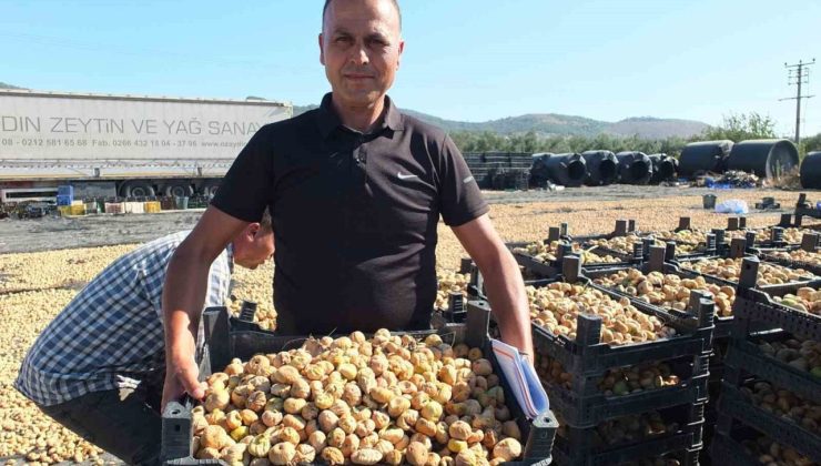 Balıkesir’ de Havran ilçesi incir de Aydın’a rakip oldu