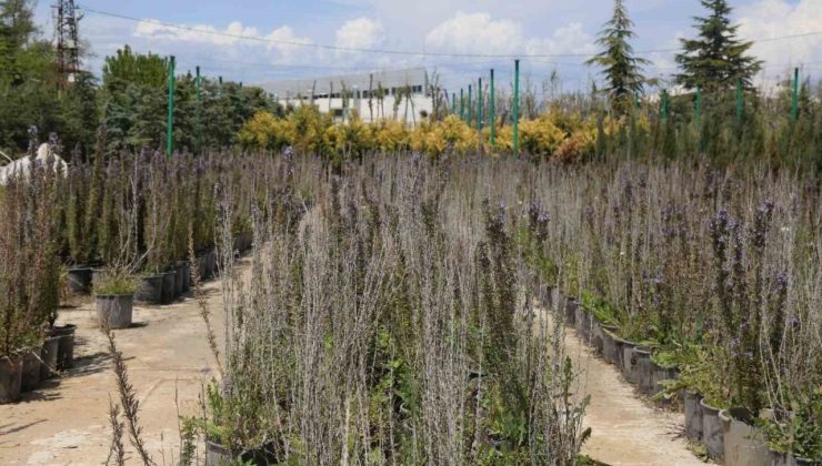 Battalgazi’de 210 bin fidan toprakla buluştu