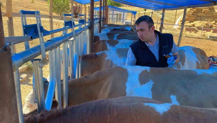 Bayburt’ta sonbahar dönemi şap aşılama kampanyası başladı