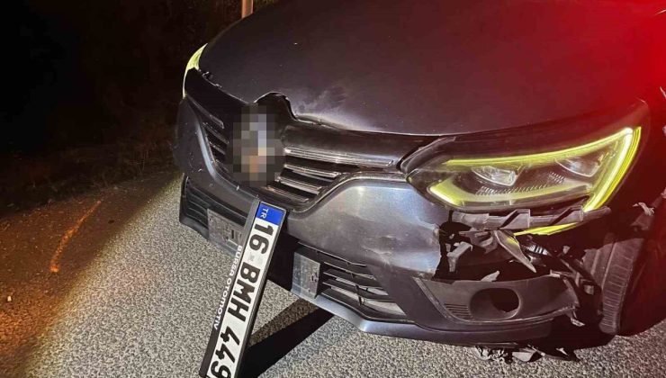Bursa’da ayı ile çarpışan araç pert oldu, ayı telef oldu