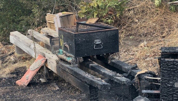 Çanakkale’deki orman yangınında arı kovanları alevlere teslim oldu