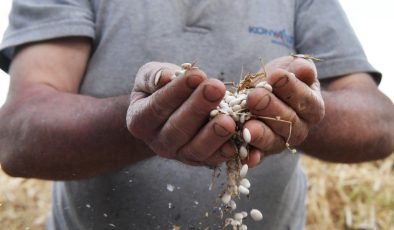 Çandır fasulyesi için coğrafi işaret başvurusu yapıldı