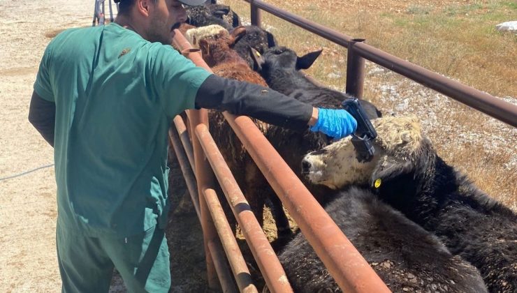 Çavdarhisar’da ithal hayvan kontrolleri yapıldı