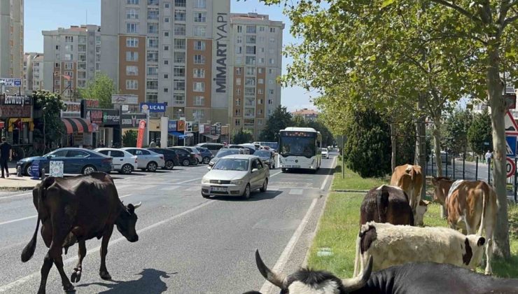 Çiftlikten firar eden inek sürüsü şehir merkezine indi