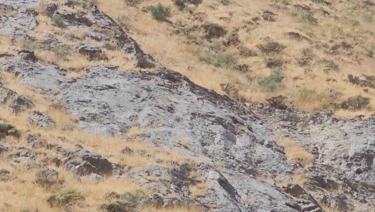 Cilo Dağı’nda dağ keçileri görüntülendi