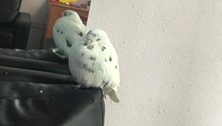Çok sevdiğini güvercini kayboldu, her yerde onu arıyor