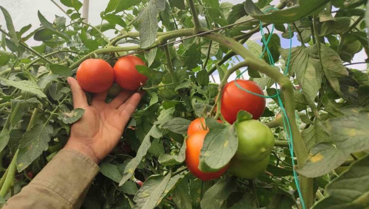 Dekarda 17 ton domates üreten çiftçinin yüzü güldü