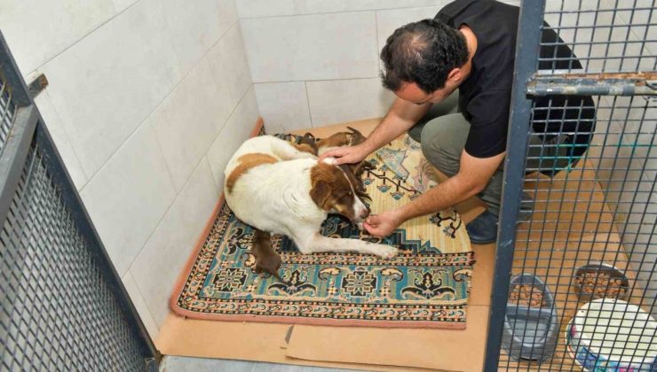 Dereye düşen köpek ve yavrularına Esenyurt Belediyesi sahip çıktı
