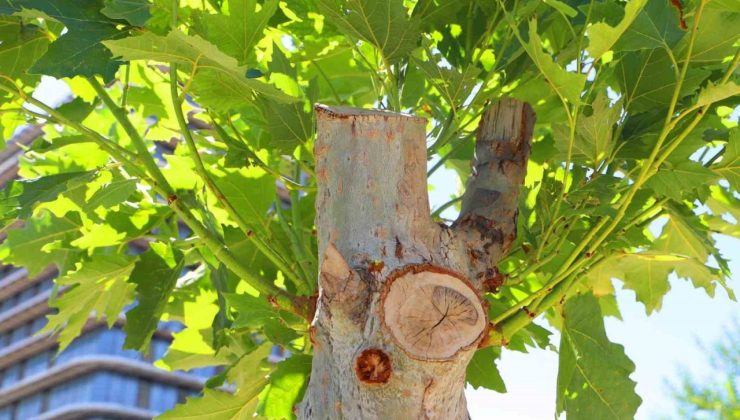 Diyarbakır’da tedavi edilen ağaçlar yeniden yeşerdi