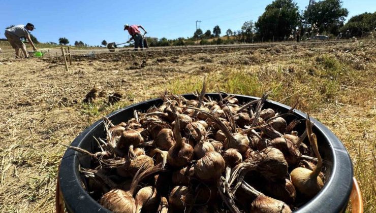Dünyanın en pahallı baharatı Safran toprakla buluşuyor