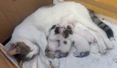 Durakta doğum yapan kedi ve yavrularına taksiciler sahip çıktı