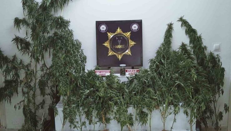 Edremit’te uyuşturucu operasyonu: Esrar ve kenevir ele geçirildi