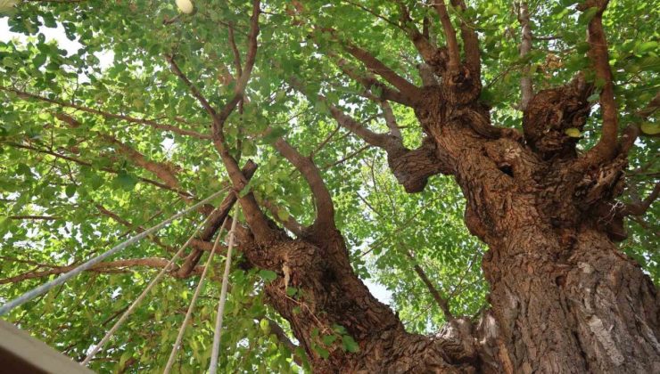 Elazığ’da 500 yıllık dut ağacı, yıllara meydan okuyor