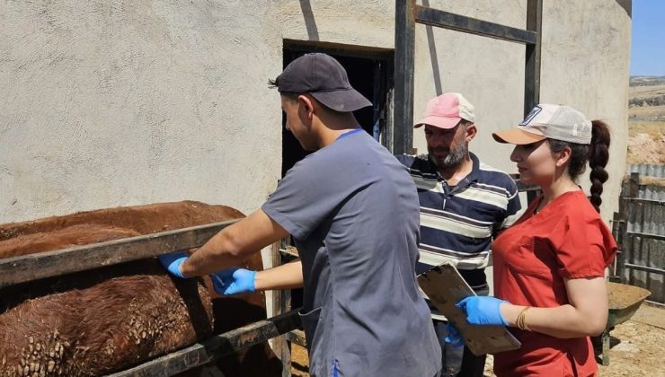 Elazığ’da besilik ithal hayvanlarda numune çalışması yapıldı