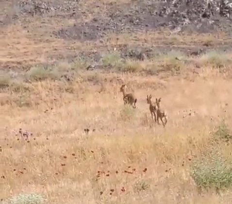 Elazığ’da dağ keçileri piknik alanlarına indi
