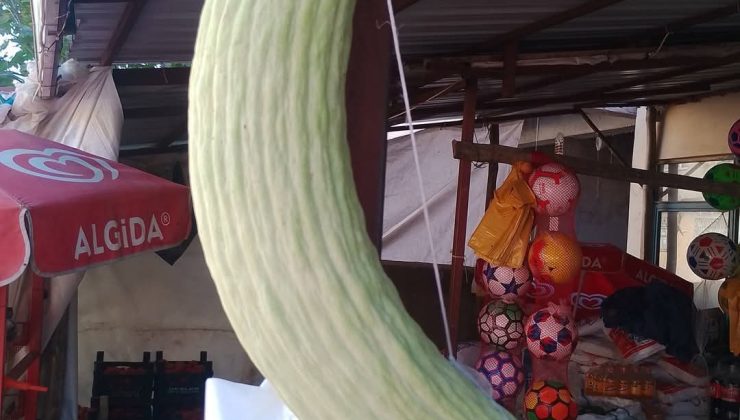Elazığ’da dev acur hayrete düşürdü