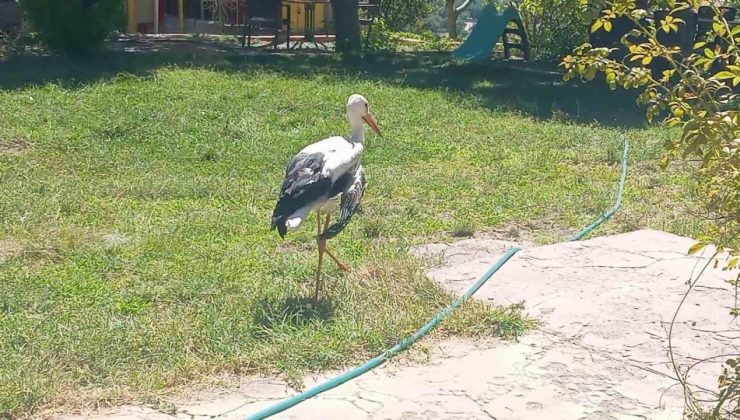 Elazığ’da kanadı kırık leylek koruma altına alındı