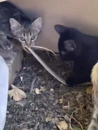 Elazığ’da yavru kedilerin yılanla oynaması kamerada