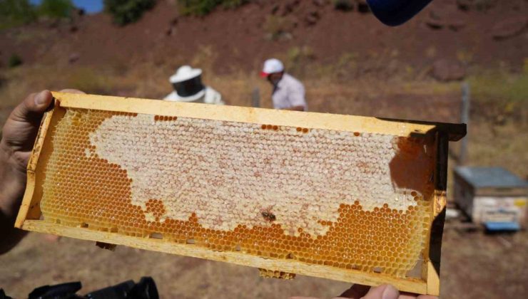Erzincan’da kayıtlı arıcılık işletme sayısı bin 92