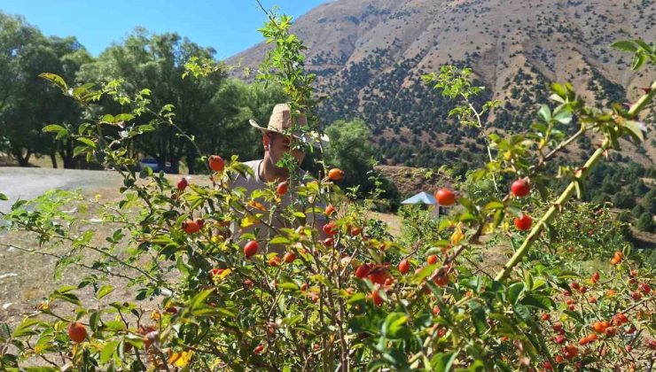 Erzincan’da kuşburnu, zorlu arazilerde toplanmaya başlandı