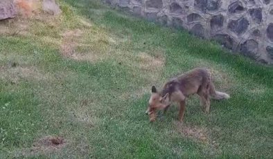 Erzurum’da kadınlar yanlarına gelen tilkiye kadayıf dolması yedirdi