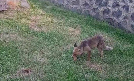 Erzurum’da kadınlar yanlarına gelen tilkiye kadayıf dolması yedirdi