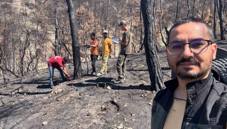 Geyve’nin yanan ormanları yeniden yeşeriyor