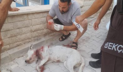 Hamile köpeğe tüfekle saldırı