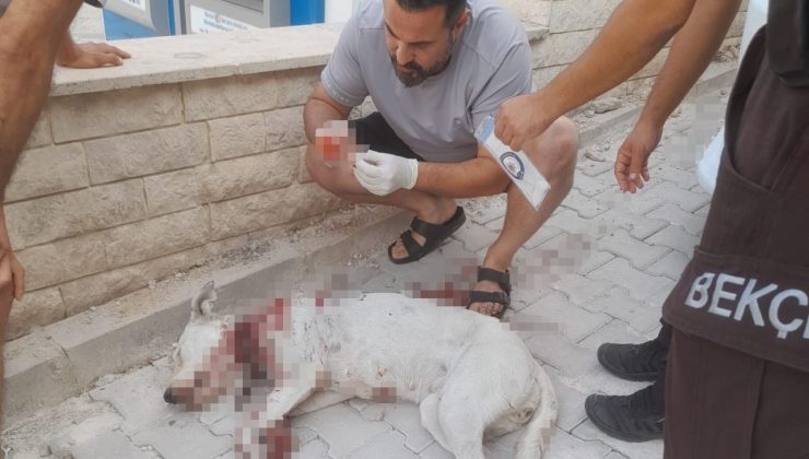 Hamile köpeğe tüfekle saldırı
