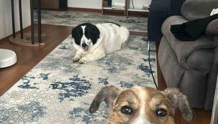 Hatay’dan Ankara’ya uzanan dostluk: Depremzede 2 köpek yeniden bir arada