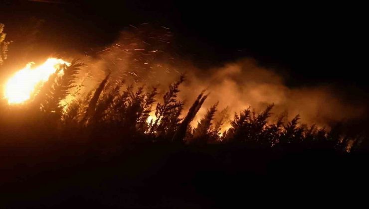 İzmir’de makilik ve ormanlık alanda yangın
