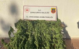 Jandarmadan uyuşturucu operasyonu