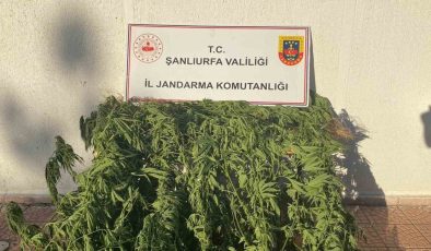 Jandarmadan uyuşturucu operasyonu